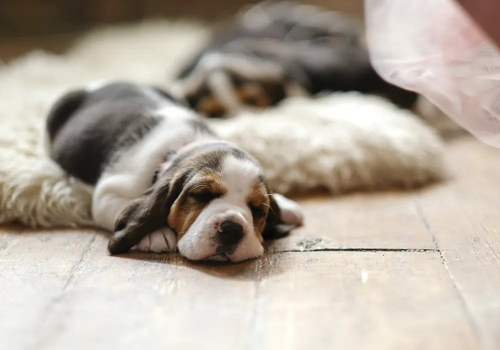 Read more about the article Hardwood floor is one of the most recommended flooring options for homes with pets!